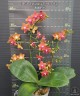 Phal. Pingtung Bronze Age 2.5'' УЦЕНКА