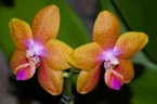 Phal. Pingtung Bronze Age 2.5'' УЦЕНКА