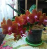 Phal. Pingtung Bronze Age 2.5'' УЦЕНКА