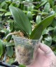 Phal. Pingtung Bronze Age 2.5'' УЦЕНКА