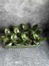 Phal. Pingtung Bronze Age 2.5'' УЦЕНКА