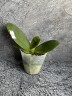 Phal. Pingtung Bronze Age 2.5'' УЦЕНКА