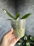 Phal. Pingtung Bronze Age 2.5'' УЦЕНКА