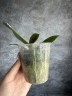 Phal. Pingtung Bronze Age 2.5'' УЦЕНКА