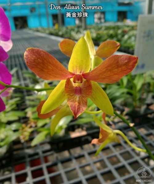 Den. Alisun Summer 2.8"