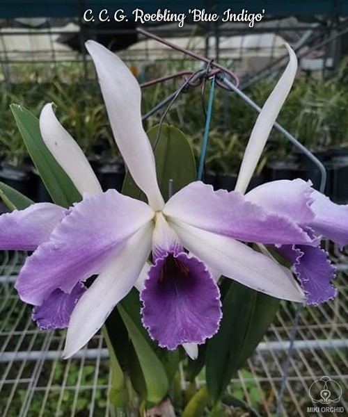 C. C. G. Roebling 'Blue Indigo' 2.5'' М362