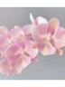 Phal. Venetian Carnival 3.0''