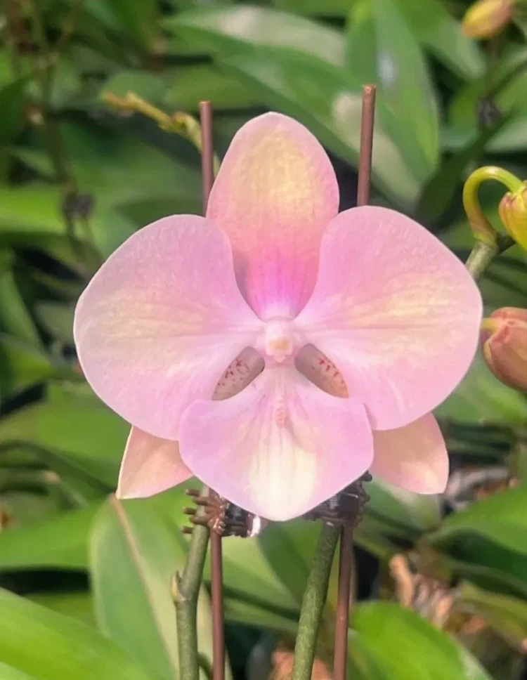 Phal. Venetian Carnival 3.0''