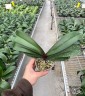 Phal. Venetian Carnival 3.0''