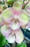 Phal. Venetian Carnival 3.0''