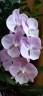 Phal. Venetian Carnival 3.0''