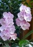 Phal. Venetian Carnival 3.0''