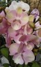 Phal. Venetian Carnival 3.0''