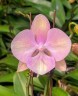Phal. Venetian Carnival 3.0''