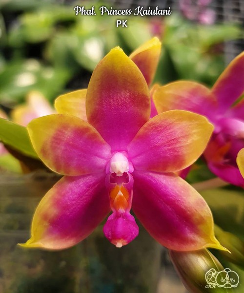 Phal. Princess Kaiulani 2.5''