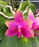 Phal. Princess Kaiulani 2.5''