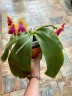 Phal. Princess Kaiulani 2.5''