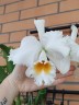 Rlc. Eagle Eye 2.5''