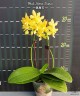 Phal. Stone Dance 2.5''
