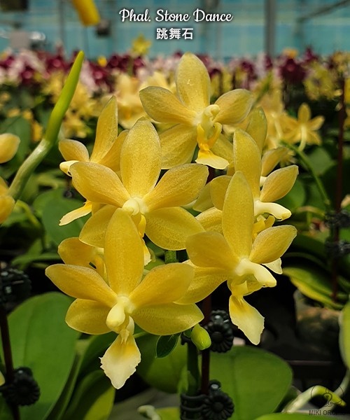 Phal. Stone Dance 2.5''