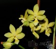 Phal. Stone Dance 2.5''