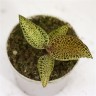 Ludisia Topaz / Драгоценная орхидея (Ø 7 см)