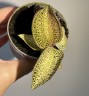 Ludisia Topaz / Драгоценная орхидея (Ø 7 см)