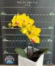 Phal. OX Yellow Freed 2.5''