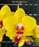 Phal. OX Yellow Freed 2.5''