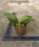Phal. Anna-Larati Soekardi 2.5"