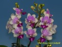 Phal. Anna-Larati Soekardi 2.5"