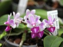 Phal. Anna-Larati Soekardi 2.5"