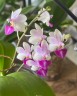Phal. Anna-Larati Soekardi 2.5"
