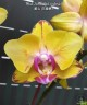 Phal. Sweet Girl (peloric) 2.5'' УЦЕНКА (мех. повр. листиков)