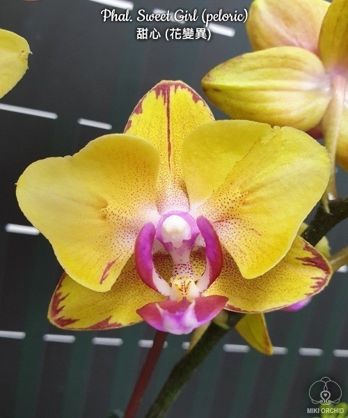 Phal. Sweet Girl (peloric) 2.5'' УЦЕНКА (мех. повр. листиков)