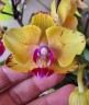 Phal. Sweet Girl (peloric) 2.5'' УЦЕНКА (мех. повр. листиков)