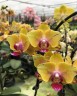 Phal. Sweet Girl (peloric) 2.5'' УЦЕНКА (мех. повр. листиков)