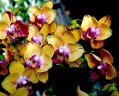 Phal. Sweet Girl (peloric) 2.5'' УЦЕНКА (мех. повр. листиков)