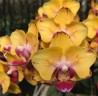 Phal. Sweet Girl (peloric) 2.5'' УЦЕНКА (мех. повр. листиков)