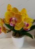 Phal. Sweet Girl (peloric) 2.5'' УЦЕНКА (мех. повр. листиков)