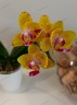 Phal. Sweet Girl (peloric) 2.5'' УЦЕНКА (мех. повр. листиков)