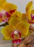 Phal. Sweet Girl (peloric) 2.5'' УЦЕНКА (мех. повр. листиков)