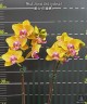 Phal. Sweet Girl (peloric) 2.5'' УЦЕНКА (мех. повр. листиков)