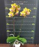 Phal. Sweet Girl (peloric) 2.5'' УЦЕНКА (мех. повр. листиков)