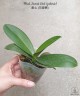 Phal. Sweet Girl (peloric) 2.5'' УЦЕНКА (мех. повр. листиков)