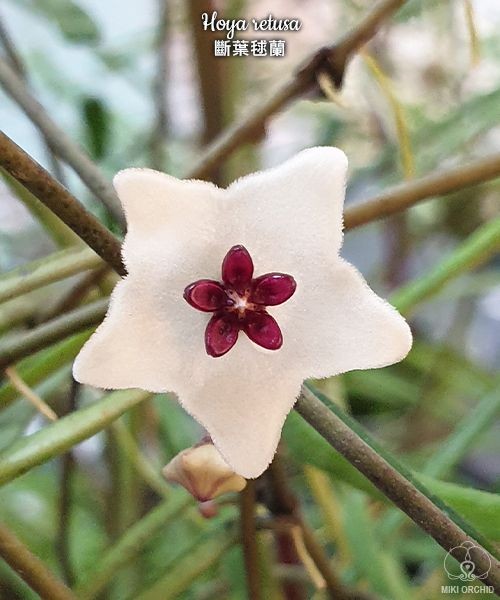 Hoya retusa 2.0"