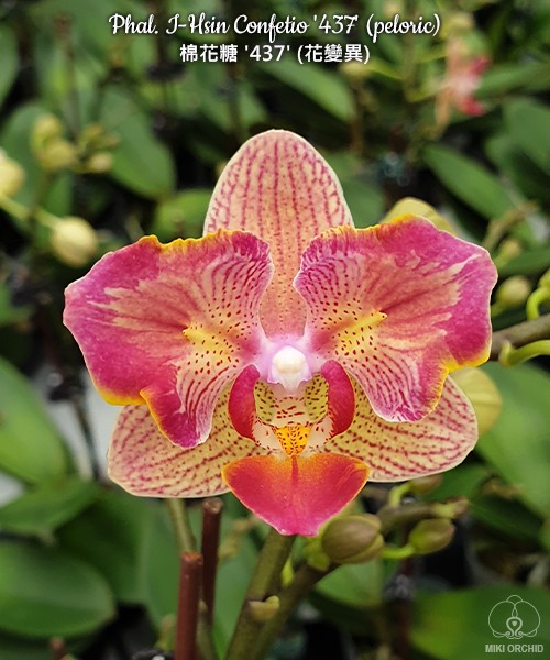 Phal. I-Hsin Confetio '437' (peloric) 2.5"