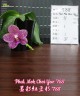 Phal. Mok Choi Yew '788' 2.5''