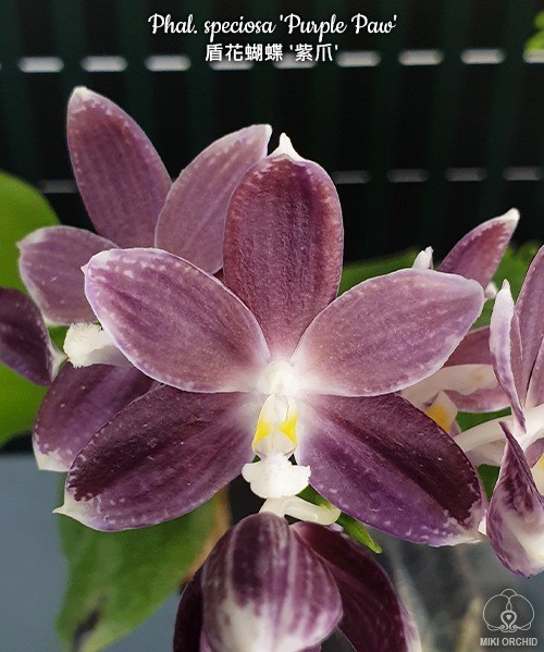 Phal. speciosa 'Purple Paw' 2.5''