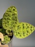Macodes Petola - Jewel Orchid / Драгоценная орхидея (Ø 6 см)
